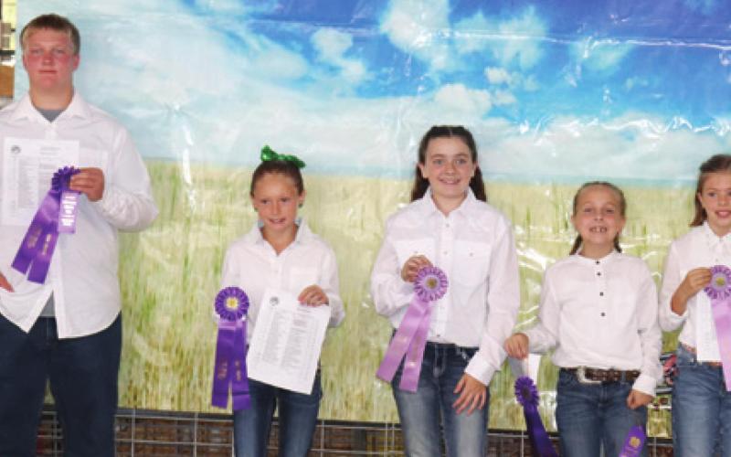 During the rabbit show