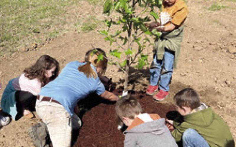 Park Elementary students, Liberty Utilities plant trees