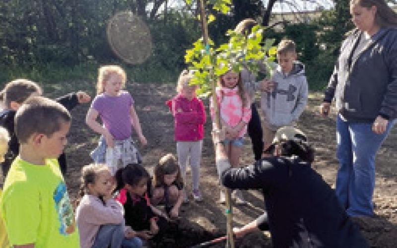Park Elementary students, Liberty Utilities plant trees