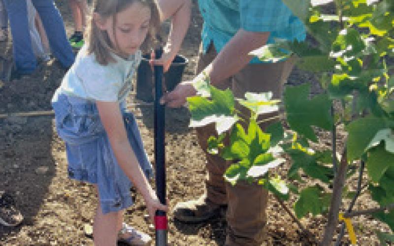 Park Elementary students, Liberty Utilities plant trees