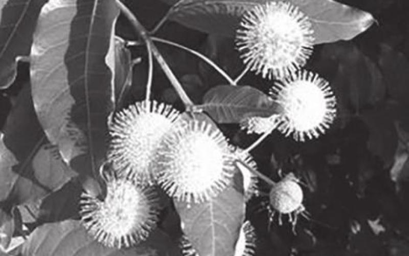 Summer bloomers for honeybee stewards