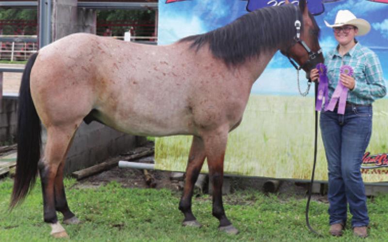 Cherokee County 4-H, open horse show began fair week