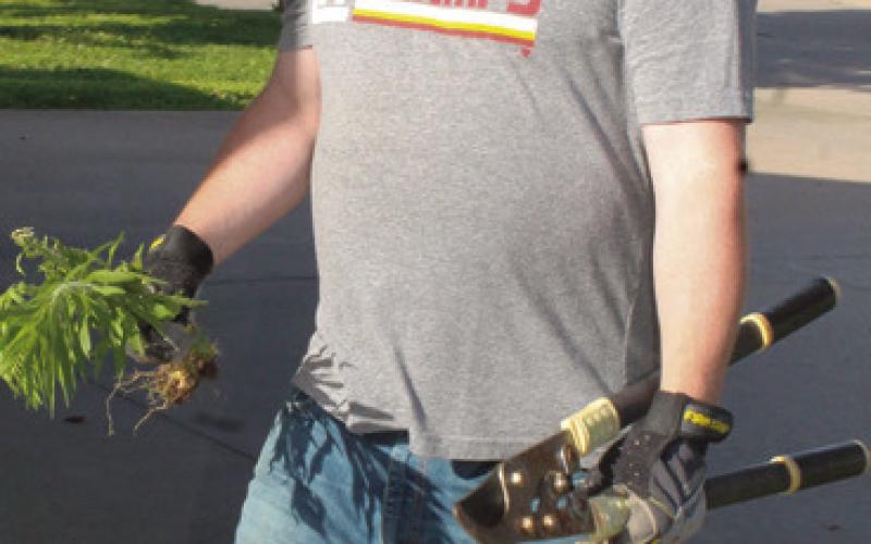 Pastor Mike Sauerwein was hard at word removing wees during Connecting Point Church’s Big Serve Day.
