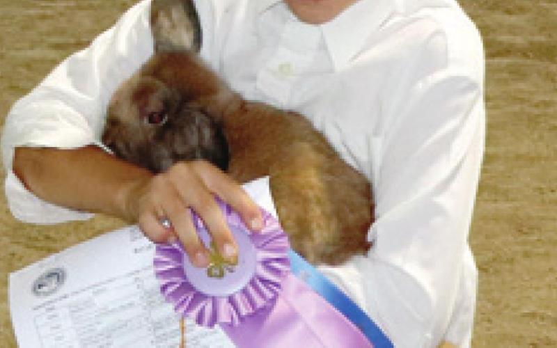 Results are in for market, fitting, showing rabbit classes