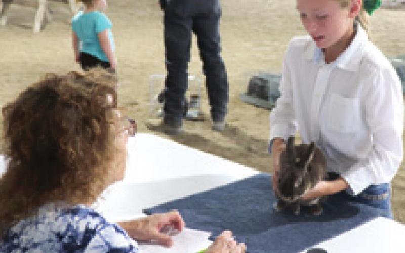 Results are in for market, fitting, showing rabbit classes