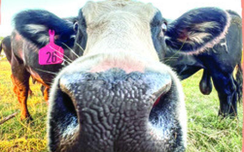 Columbus woman wins photo contest