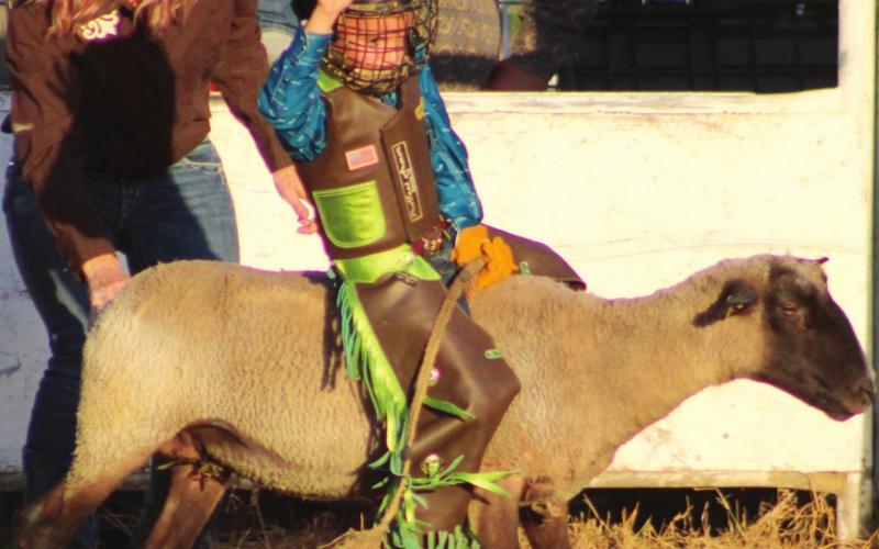 AYRA rodeo action comes to Columbus Saddle Club Arena
