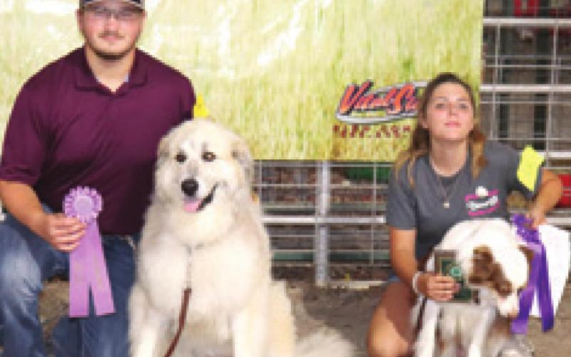 County dog show champions receive ribbons