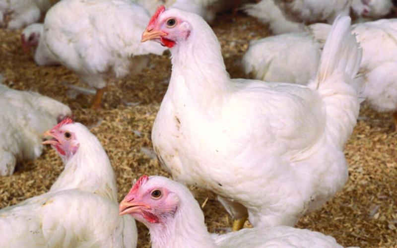 HPAI, an umbrella term for avian influenza that includes highly contagious strains such as H5 and H7, is considered a low public health risk. Courtesy photo.