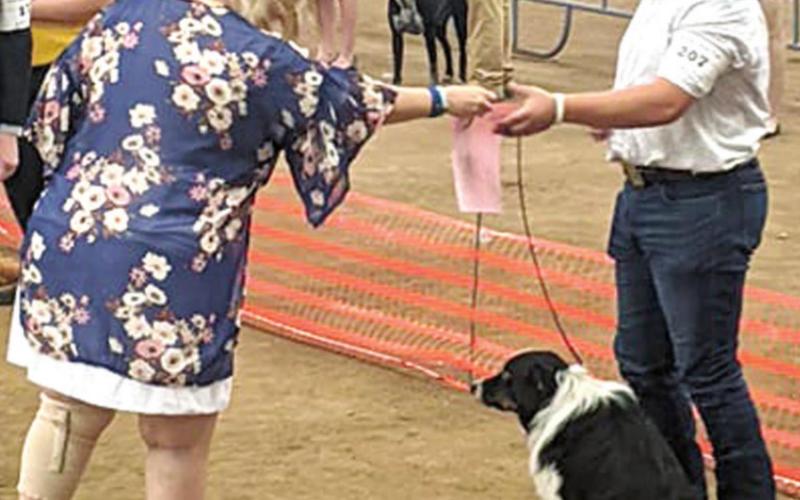 County 4-H members show dogs at state competition