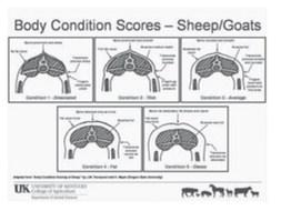 Winter is time to assess health of male goats