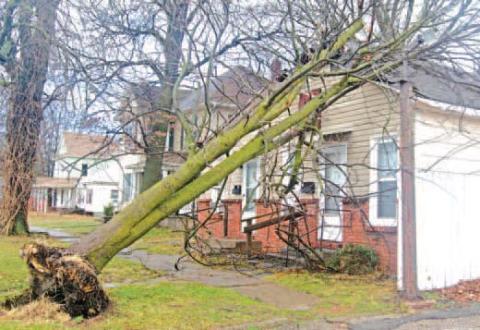 A large tree fell onto the front of apartments the at 305 W. Maple St. Most of the damage is on the peak of the roof. No internal damage was reported. The tree was blown over from the storm January 8. News Report photo by Shawn Churchill.