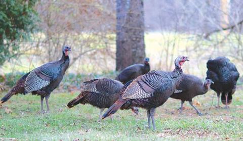 Wild turkey population shows slight increase in Kansas. Courtesy photo.