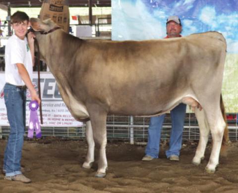 Results in 4-H Dairy Cows announced