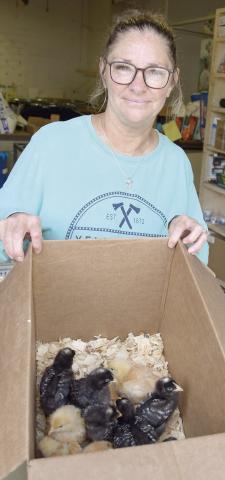 Darena Jameson with Fluffy Butt Farms brought chicks to the Coop for Chick Day. Several varieties were available for sale.