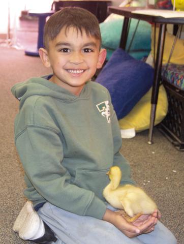 Park Elementary Kindergarteners recently followed ducks from incubation to hatch day. Kindergarteners learned all about the duck eggs and the different stages of their development. Dean Flynn is holding one of the hatched ducklings. News Report photo by Tanya Woolsey.