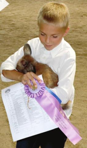 Results are in for market, fitting, showing rabbit classes