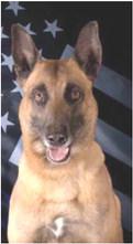 K9 Keo