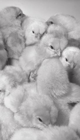 Preparing to purchase chicks