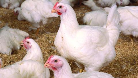 HPAI, an umbrella term for avian influenza that includes highly contagious strains such as H5 and H7, is considered a low public health risk. Courtesy photo.