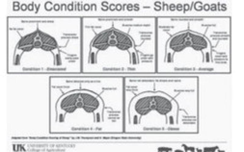 Winter is time to assess health of male goats