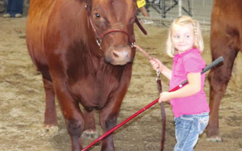 At the young age of three Julia Harrington showed her Red Angus cow in the open division of the Cherokee County Fair Beef Show Thursday July 22. Photo