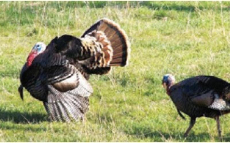 Turkey populations studied