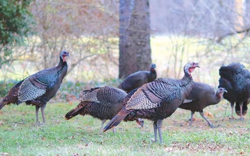 Wild turkey population shows slight increase in Kansas. Courtesy photo.