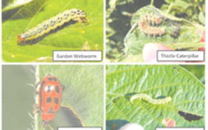 Dealing with soybean seedling pests