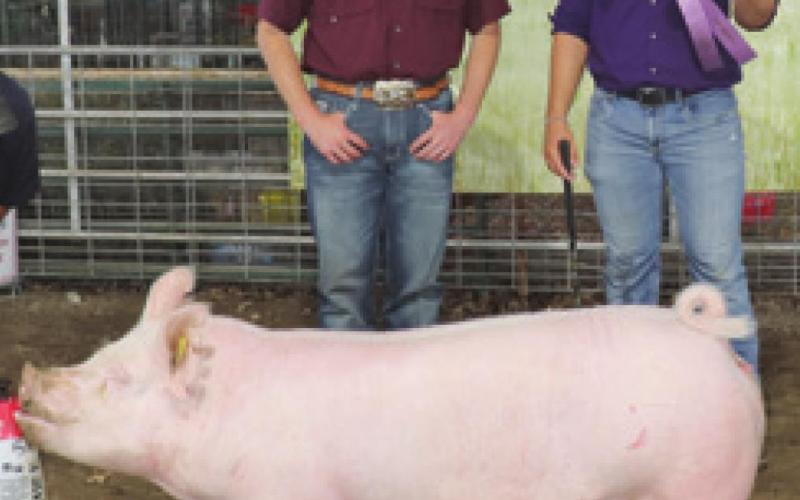Derek Larison was Reserve Champion in the Gilt class during the Swine Show at the Cherokee County Fair.