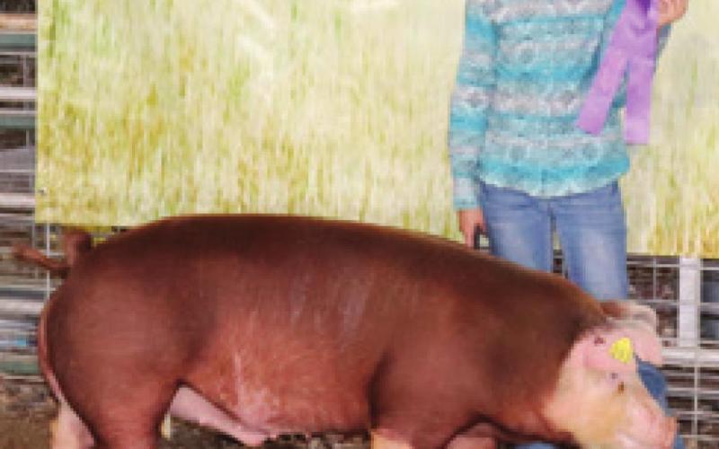 Kinley Hess was Grand Champion in Junior Fitting and Showing at the Swine Show. Trevor Lacen (not pictured) was Reserve Champion.