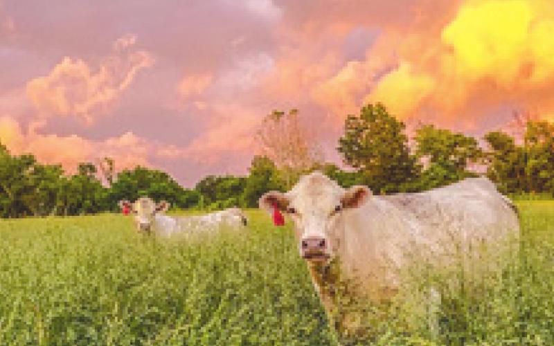 Columbus woman wins photo contest