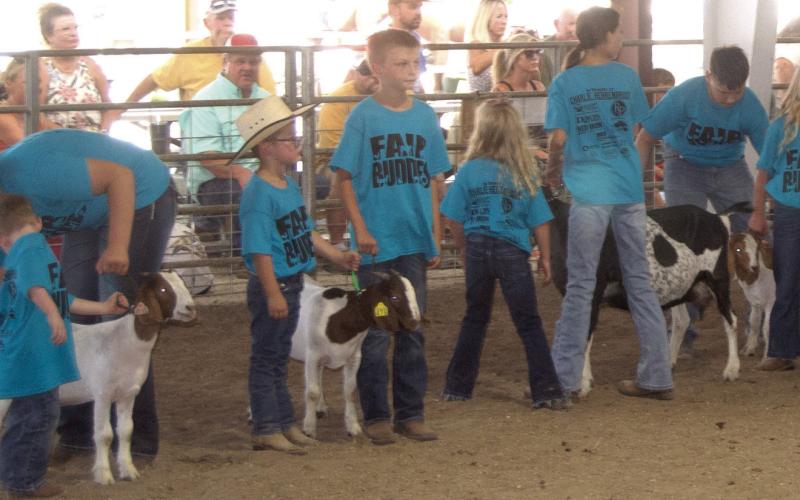Fair Buddies returned this year pairing an experienced 4-Her with a novice showman to teach the youngsters the basics of showing in the arena.