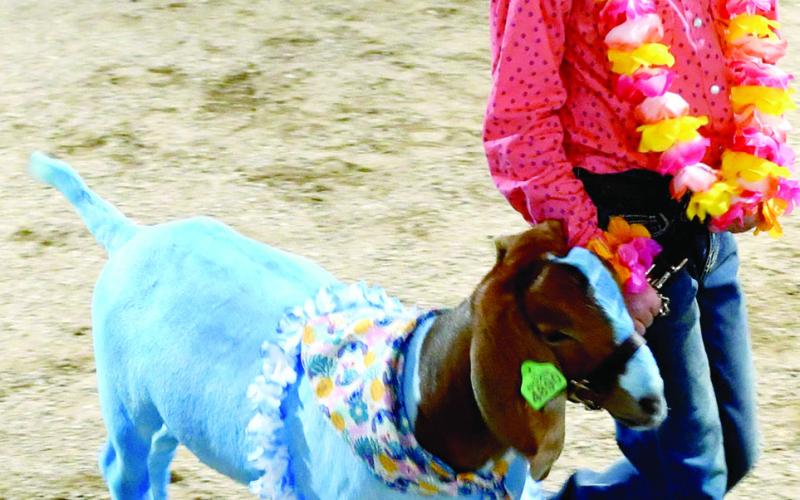 Elizabeth Gregory-Taylor and her goat Stitch competed in the Round Robin event during the Cherokee County Fair. Stitch brought $2,100 in the Premium Auction paid by Roger Draeger.