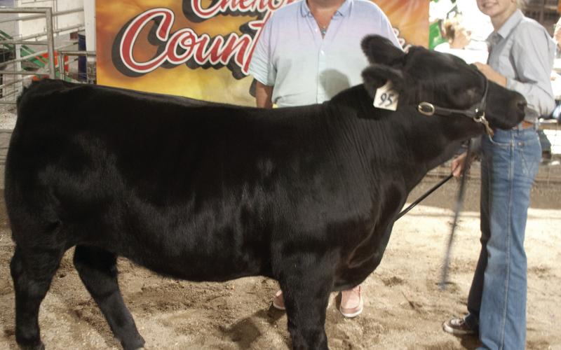 The Grand Champion Feeder Calf