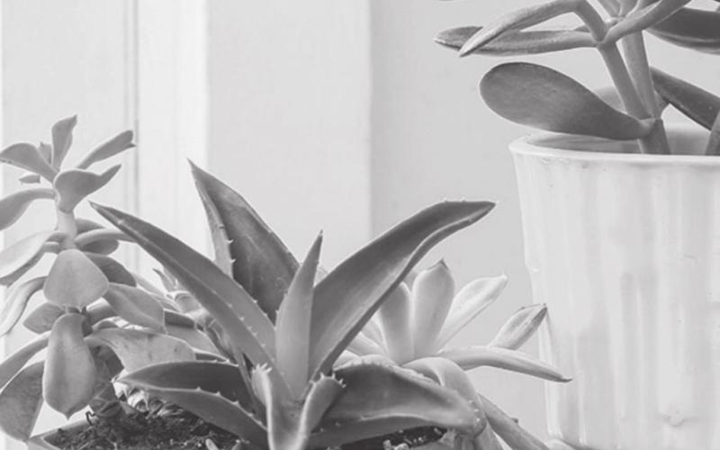 Too much of a good thing? Overfertilizing houseplants leads to problems