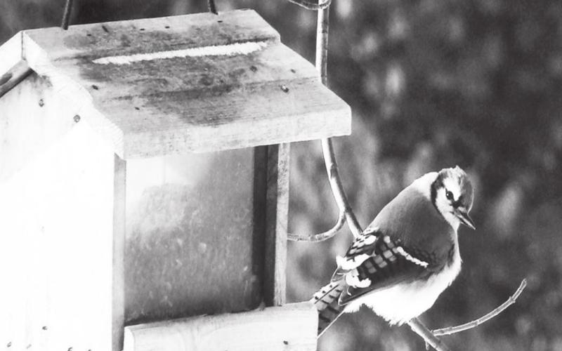 The importance of bird feeders to help protect our feathered friends