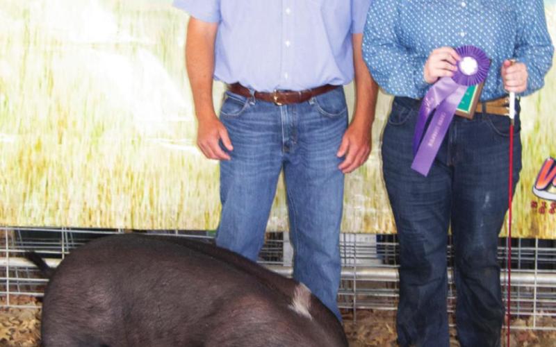 Swine show kicks off Wednesday morning fair activities