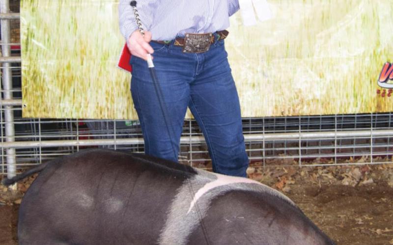 Swine show kicks off Wednesday morning fair activities