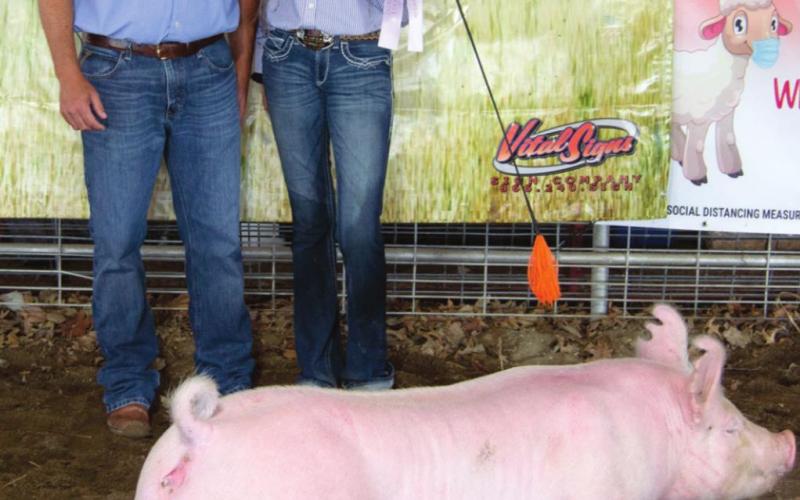 Swine show kicks off Wednesday morning fair activities