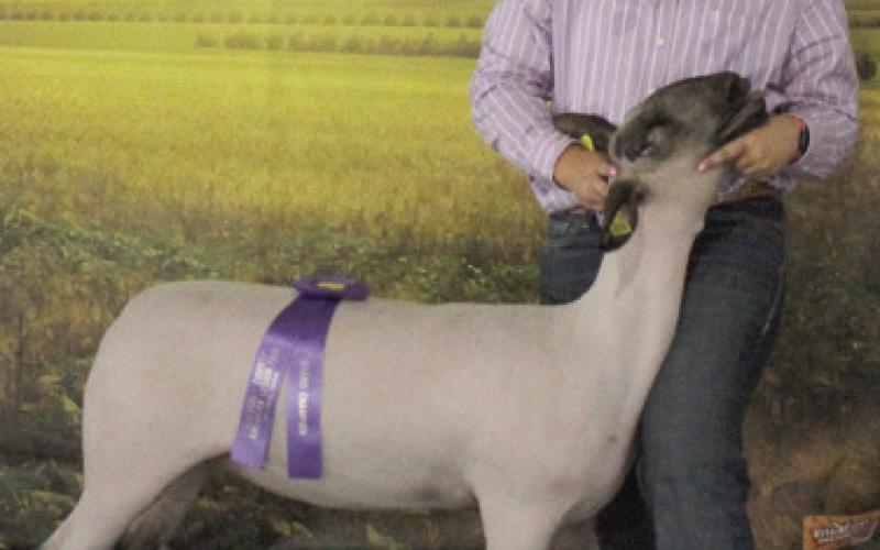 Intermediate ages 10-13 Grand Champion Showmanship went to Kynlee Sommer Spring Valley Sparklers. She also had Grand Champion Breeding Ewe. Photo by Jadeyn Ivey.