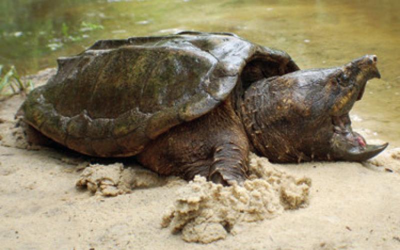 Staff with the Kansas Department of Wildlife and Parks (KDWP) released a batch of alligator snapping turtles back into their native home range in the Neosho River Thursday, September 12.