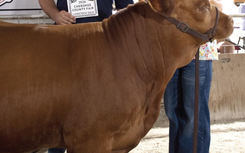 Rylee Heistand’s Grand Champion Feeder Calf brought in a $1,700 premium during the livestock auction at the Cherokee County Fair. The premium was paid by CrawKan Telephone Cooperative, represented by Nick Bole. Heistand is a member of the Spring Valley Sparkler 4-H club.