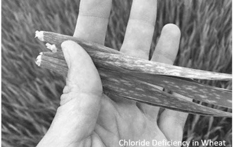 Sulfur, chloride problems for wheat growth