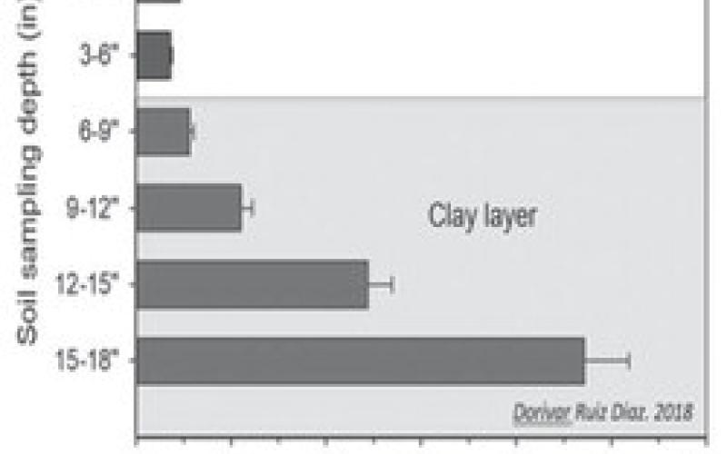 Sulfur, chloride problems for wheat growth