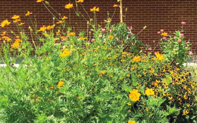 Monarch butterflies are coming