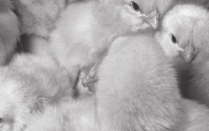 Preparing to purchase chicks