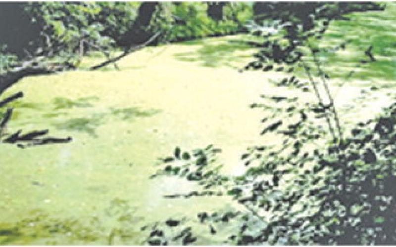Nearly 10 years ago Cow Creek was considered polluted by the sewer plant in Pittsburg. The Kansas Department of Health and Environment (KDHE) allowed the city to flood the sewage into Cow Creek and Cherokee County during heavy rain. File photo.