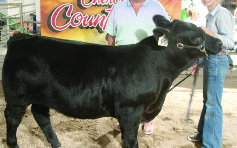 The Grand Champion Feeder Calf was shown by Spring Valley Sparklers 4-H Club member Samantha Ohmart. Samantha is the daughter of Angel and Bub Tate. The calf was purchased by Dr. Rob Herron Dentistry. This was the 36th year Dr. Harron has purchased a Grand Champion animal at the Cherokee County Fair.
