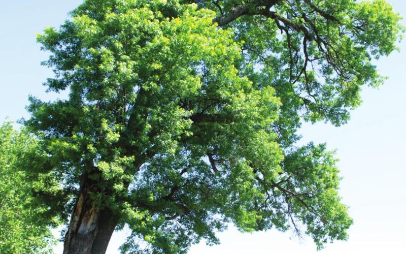This giant Pin Oak